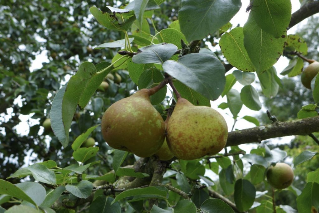 Photo of Betty Prosser Perry pear with distinctive skewed stalk