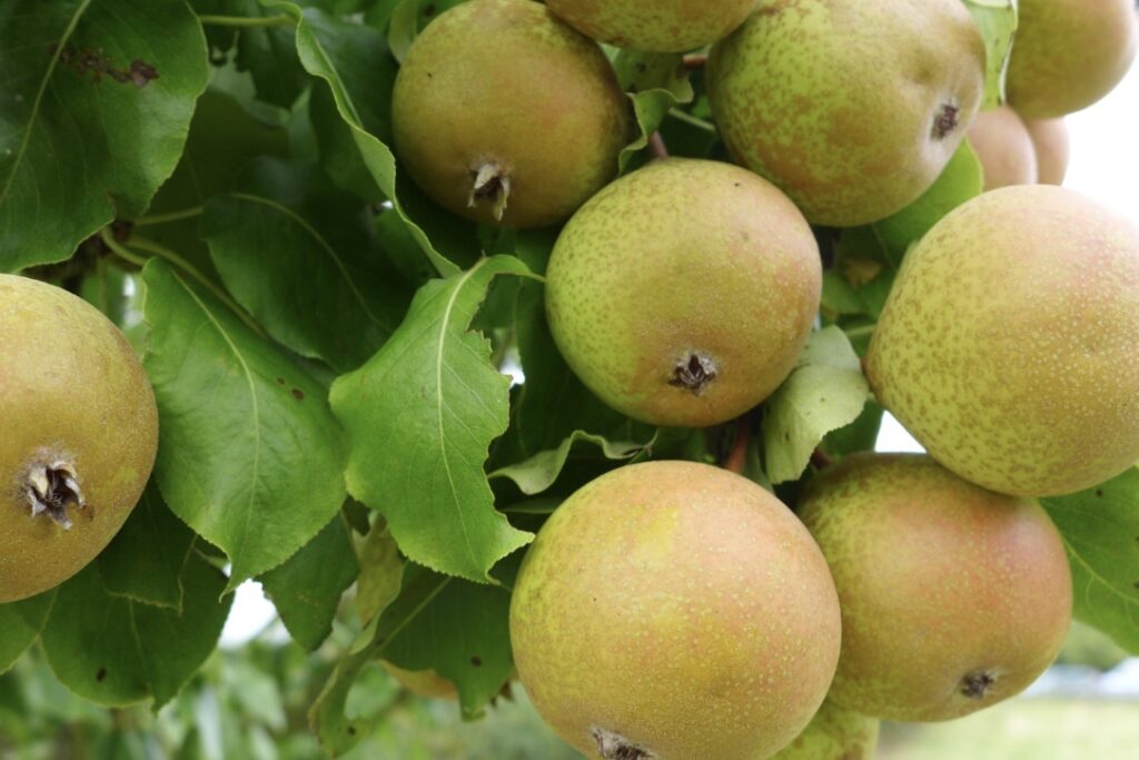 Thorn perry pears on tree