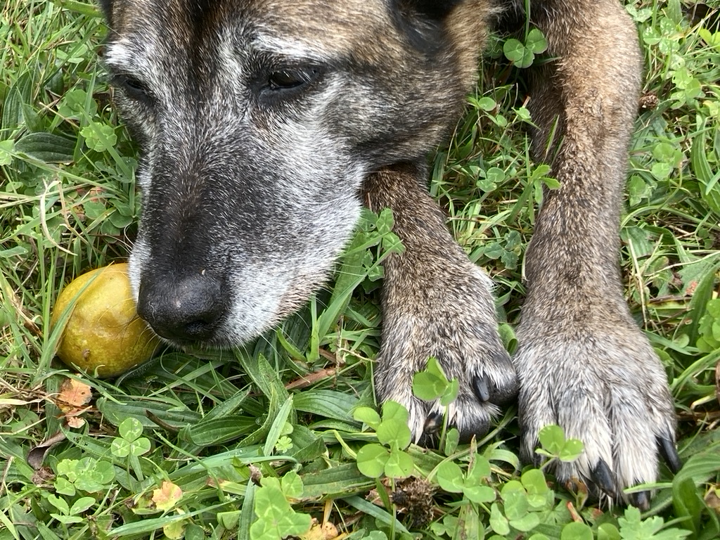 Old dog lying in the grass with a Perry pear in her mouth.