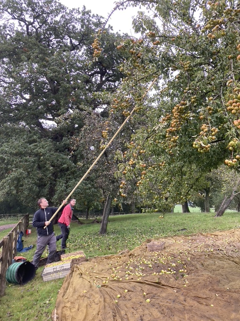 Shaking the Gin Pears out of the tree with a panking pole on to a parachute.