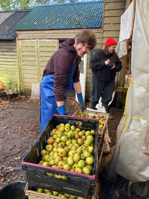 Adam Wells helps sort the pears.